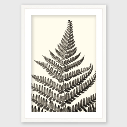 Fern Study 1