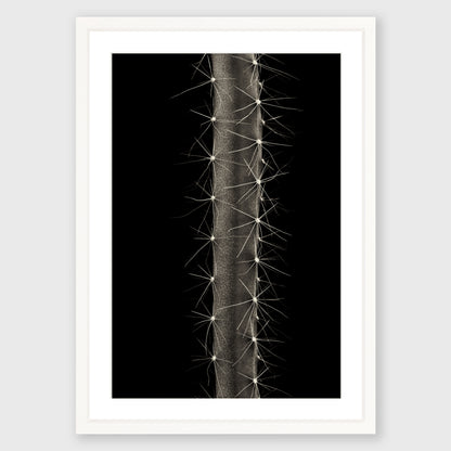 Dog Tail Cactus