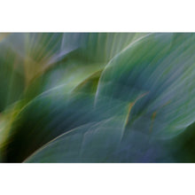 Load image into Gallery viewer, Hosta 1
