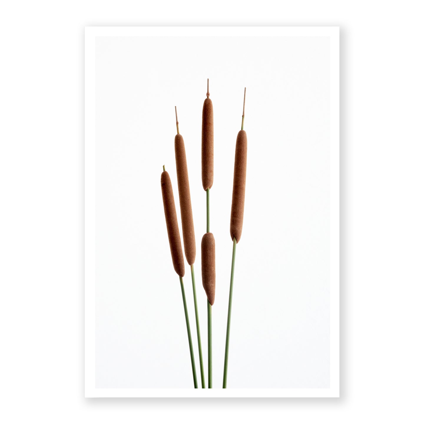 Cattails 1