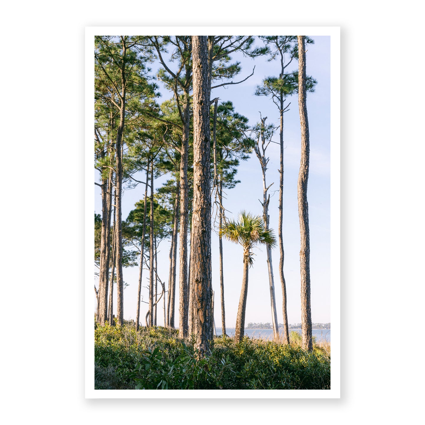 Slash Pine