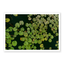 Load image into Gallery viewer, Lily Pads
