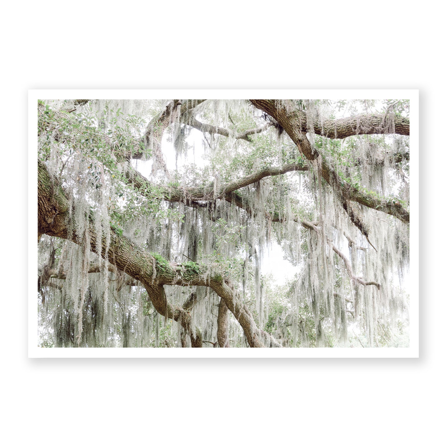 Spanish Moss 2