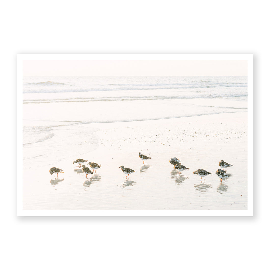 Shorebirds