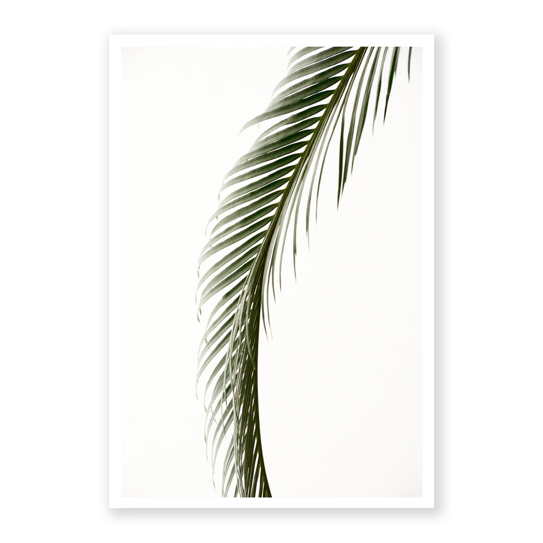 Sago Palm 5