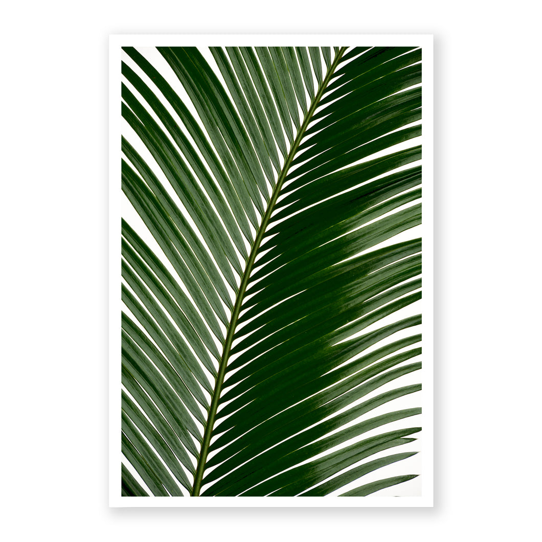 Sago Palm 2