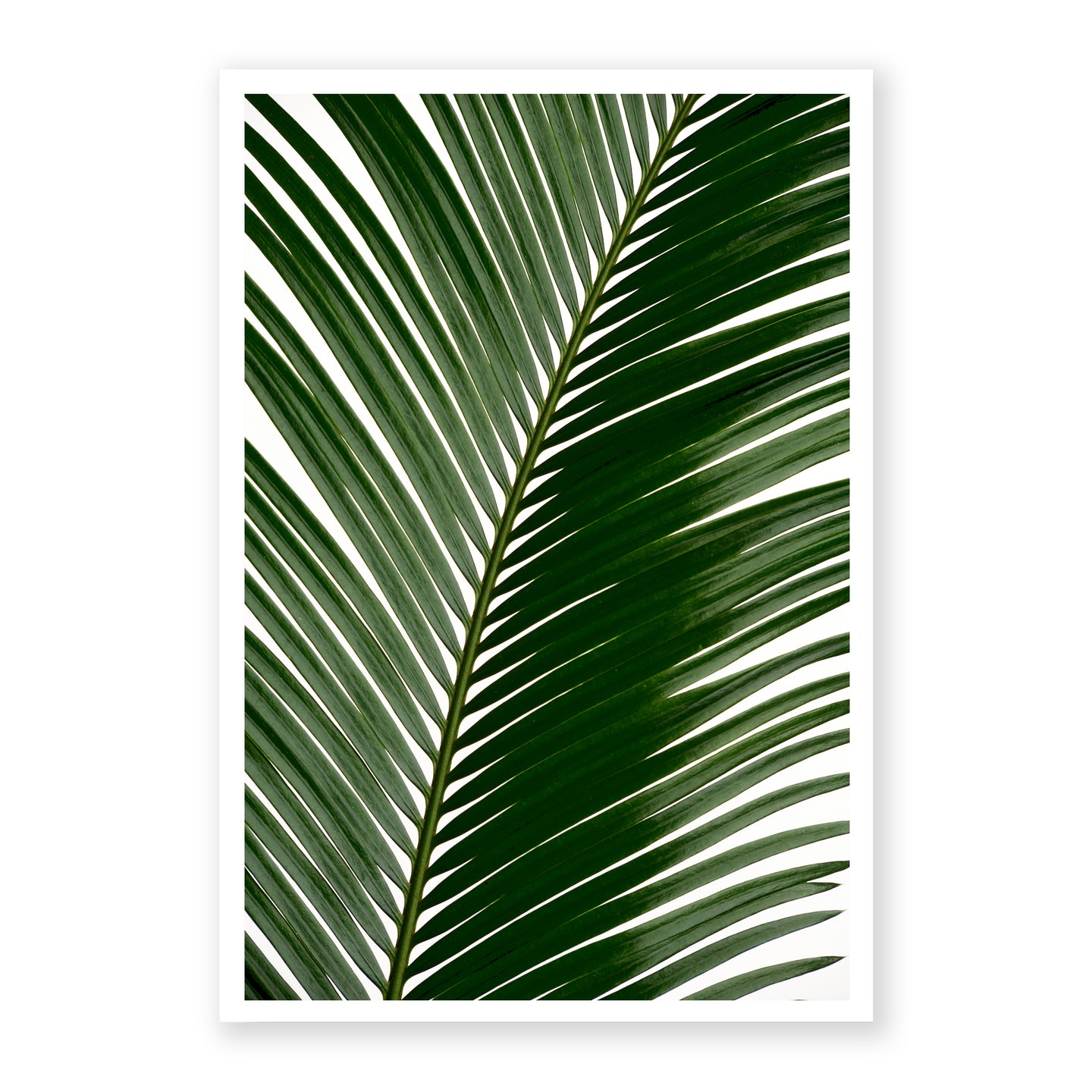 Sago Palm 2