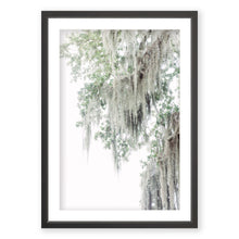 Load image into Gallery viewer, Spanish Moss 1
