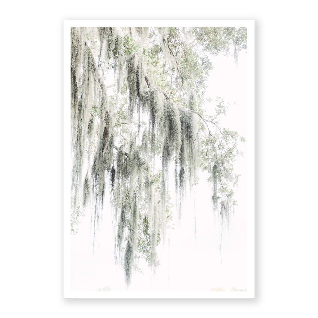 Spanish Moss 2