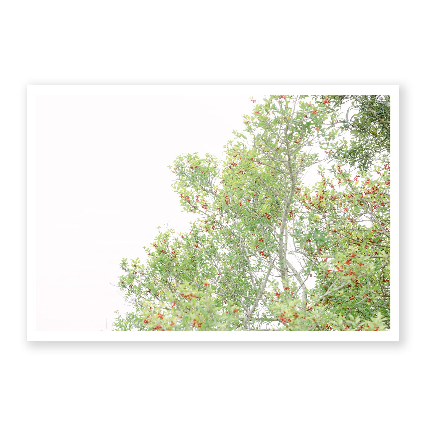 Yaupon Holly